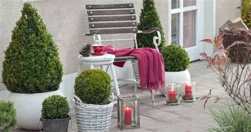 Выносливые растения в горшках: 20 проверенных видов