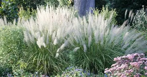 Декоративные травы – легкие и элегантные