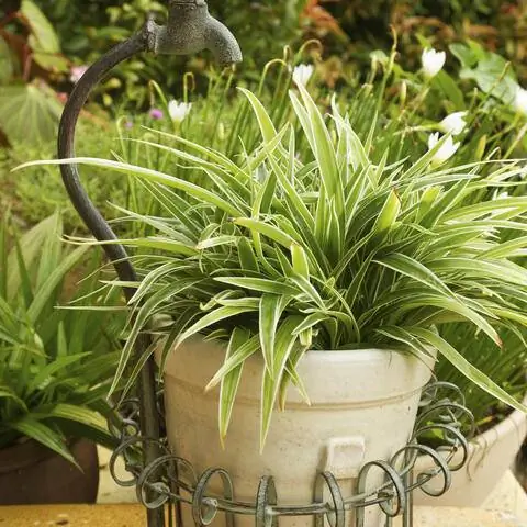 Осока широколистная