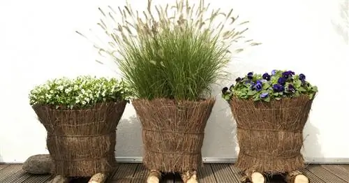 Декоративные травы в горшках для террас и балконов