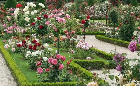 Розовый сад Багатель Париж