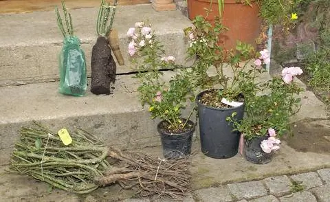 розы с завернутым корнем, розы с открытым корнем и контейнерные розы