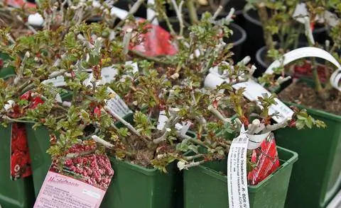 контейнерные розы