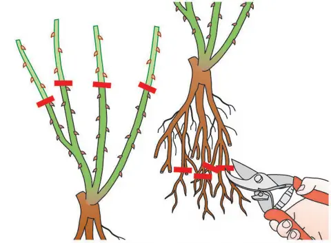 Черенки растений для корней и побегов