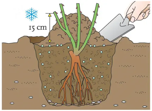 ворсовая роза