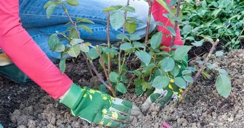 Правильно сажать розы