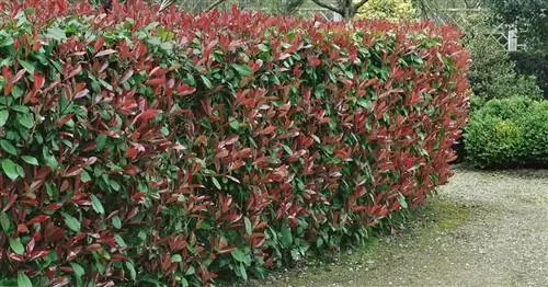 Защита конфиденциальности: 12 лучших растений для живой изгороди