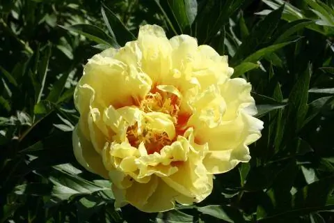 Кустарниковый пион Ито