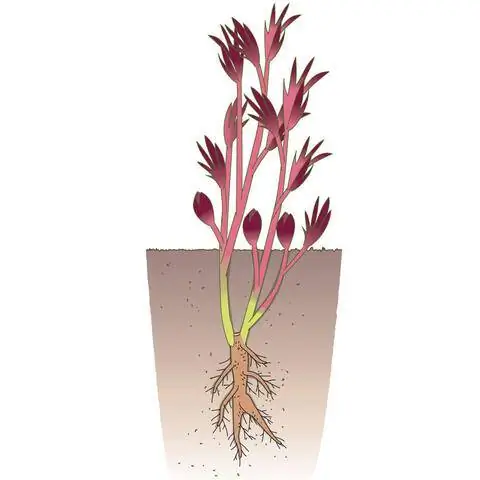 Посадить кустовые пионы