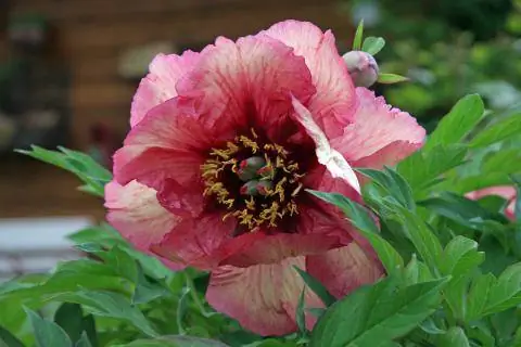 Кустарниковый пион розовый