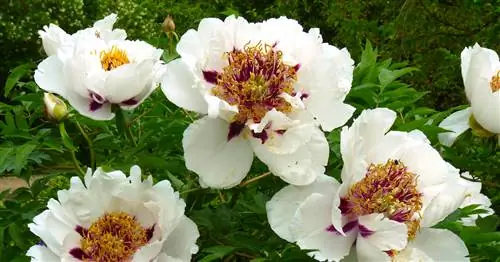 Правильно сажать кустовые пионы