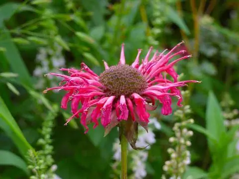 Индийская крапива Монарда