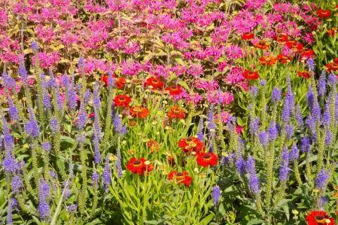 Индийская крапива, вероника, солнечная невеста