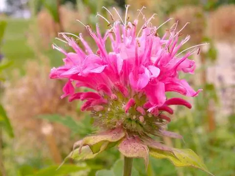 Индийская крапива Монарда розовая