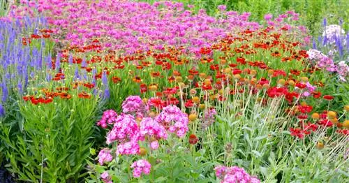 Индийская крапива: элегантное летнее цветение