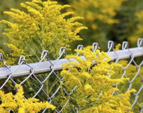 Пионерный завод ограждения ростовщика золотарника