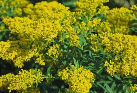 Золотородная ткань из золота