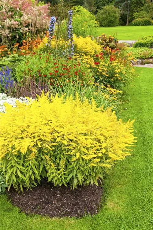 Золотарник в постели