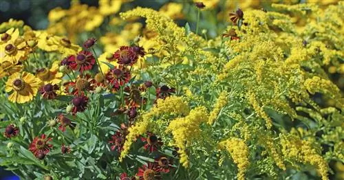 Золотарник: жемчужина или новичок?