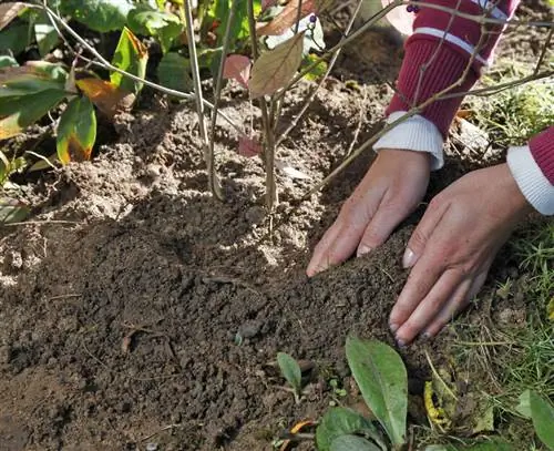 Сформируйте поливочный ободок вокруг посаженного куста