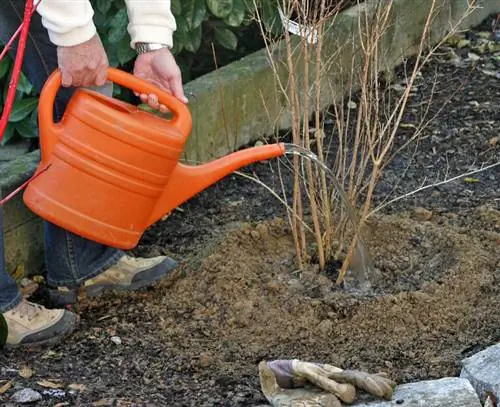 Полейте только что посаженный куст