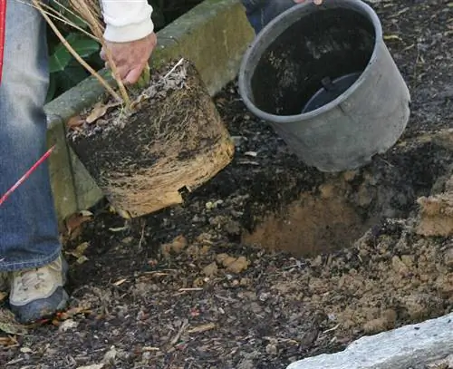 горшок куст