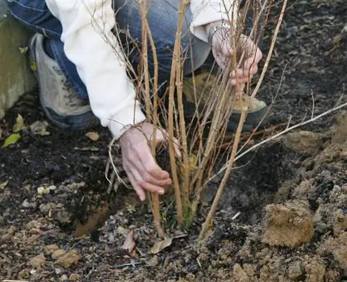 Поместите куст в посадочную яму