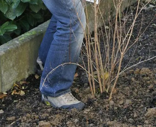 Уплотнить почву после посадки