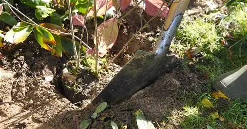 Посадка кустарников: шаг за шагом