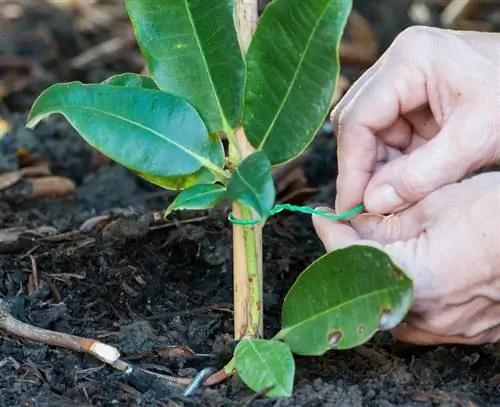 Размножение рододендронов Фиксируем побег