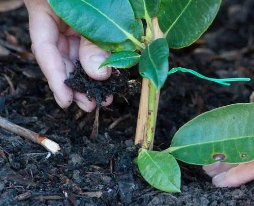 Размножить рододендроны, закрыть дупло
