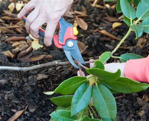 Размножение рододендронов Выберите побеги