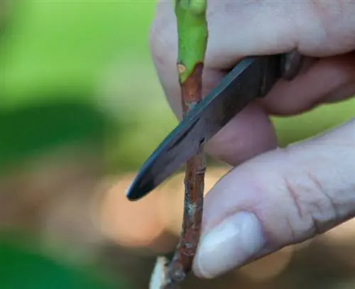 Размножение рододендронов Отрезать кусок говядины