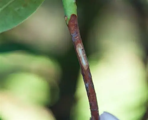 Размножение рододендронов Проверить срез раны