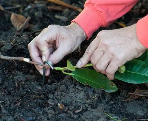 Размножение рододендронов отбракованными побегами