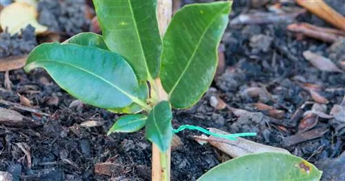 Размножение рододендронов отводками