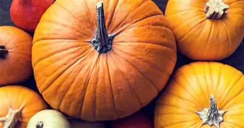Тыква: гигантская ягода такая полезная