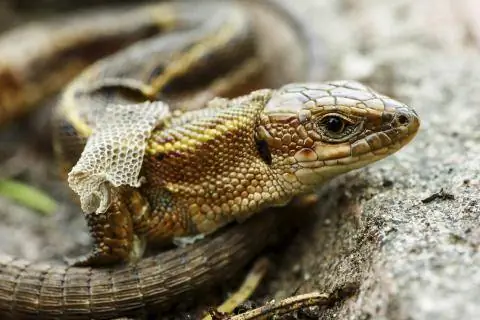 линька ящерицы