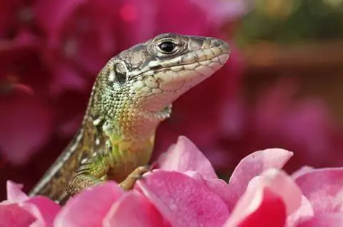 ящерица в цветке