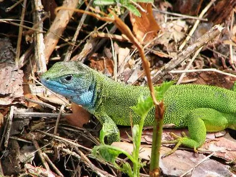 зеленая ящерица