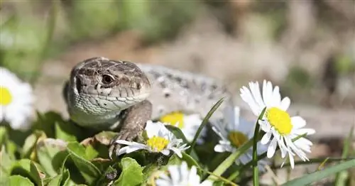 Ящерицы: Стремительные посетители сада