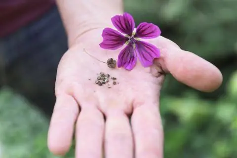 мавританская мальва