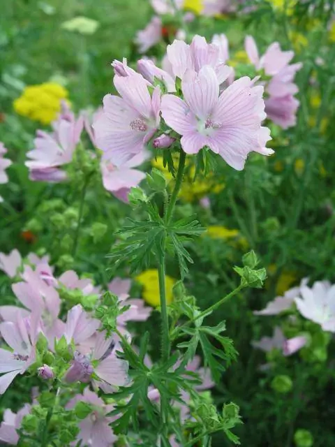 дикая мальва