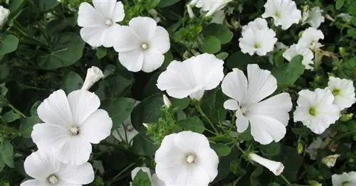 Мальвы: Занятые летние шаровары