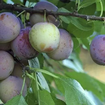 Слива домашняя (Prunus domestica)