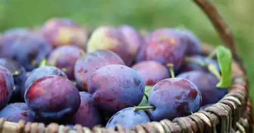 Слива или чернослив?