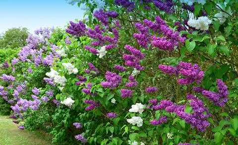 Сиреневые цветы разных цветов