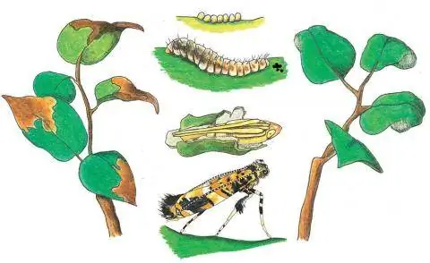Повреждение листьев и жизненный цикл сиреневой моли