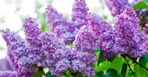 Сирень не цветет? Это самые распространенные причины