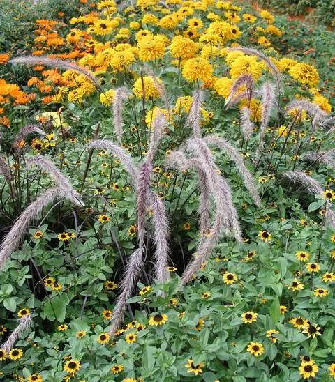 Желтая многолетняя грядка